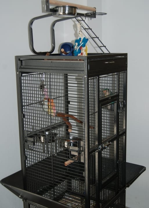 Brand new, this powder-coated Prevue Cockatiel cage retails online between $120 and $250, depending on where you shop.