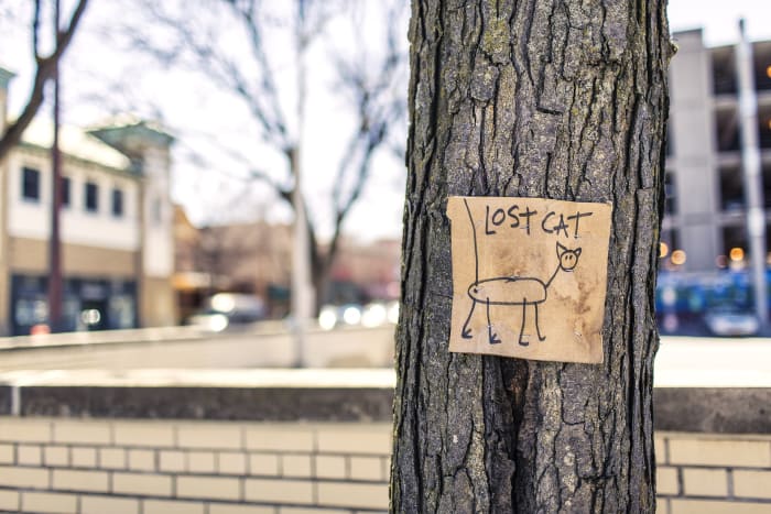 Ideally, a "Lost Cat" poster will include a photo of your cat and your contact information. A reward—even a small one—will motivate people to look.
