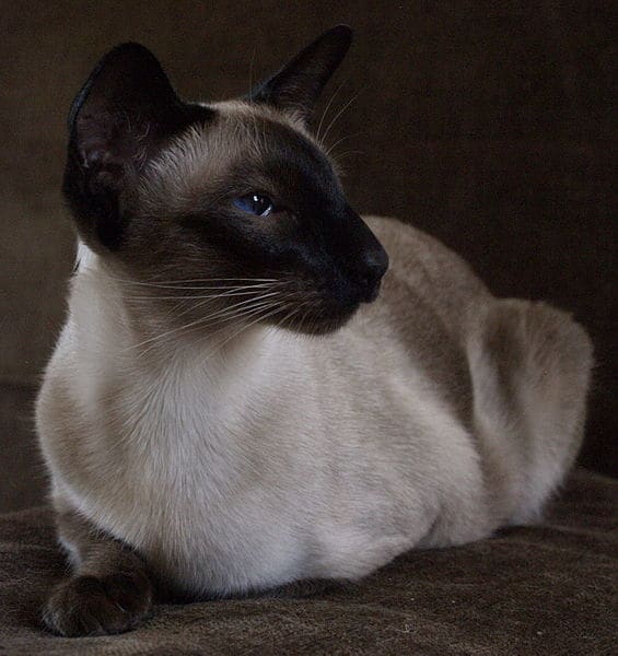 Darker colored fur on the extremities (points) are a signature trait of Siamese cats. In addition, the most attractive part of Siamese cats are the eyes that are almond shape and at an angle.