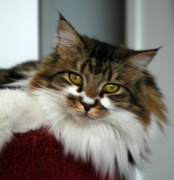 Maine Coon cats with a heavy, dense neck ruff like this one pictured above are highly sought after by aficionados of the breed.