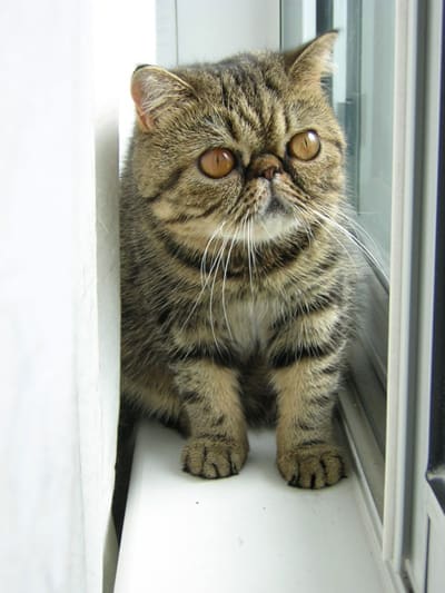 A signature feature of exotic cats is their kitten-look face, which they maintain for life. If you want an "eternal" kitten (or at least a cat that looks like one), the exotic is a good choice.