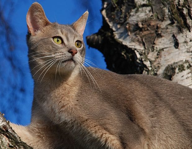 Eye color is a striking characteristic of Abyssinian cats and ranges from green to various shades of gold, hazel or copper. Coat ticking does not become apparent until the cats are about six weeks old.