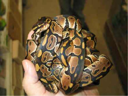 A ball of ball pythons make be cute, but it can be stressful to the animals depending on their standard of care and individual personalities.