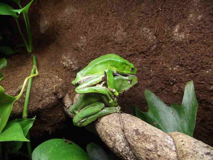 P. bicolor amplexus. The smaller male climbs onto the female's back and holds on with his forearms.