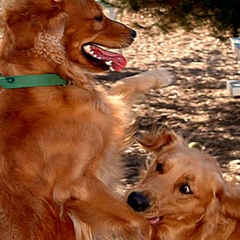 Never take a female dog who is in heat to the dog park! This can cause a frenzy of miss behavior among normally obedient dogs.
