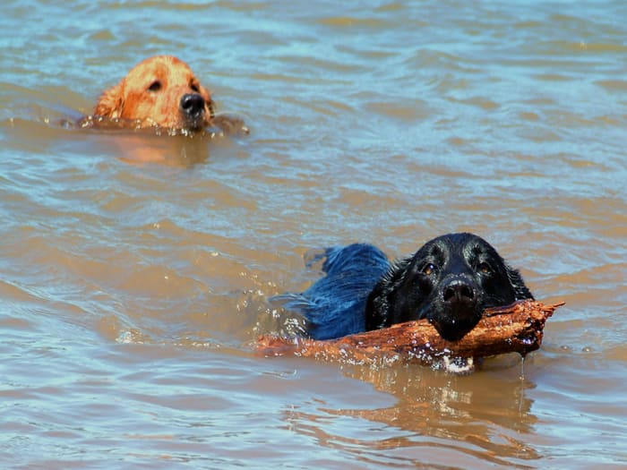 OCD is not uncommon among retrieving breeds of dogs; fetching until they drop is an indicator. These same female dogs can become addicted to humping quite easily.