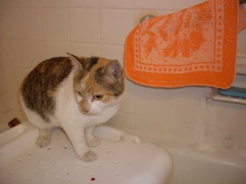 Be sure to offer your cat a healthy and happy living environment—environmental stress may cause eye eruptions and eye conditions.
