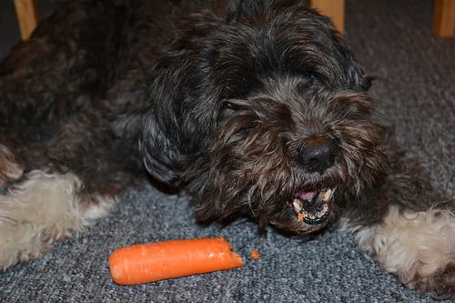 het Eten van een carrot-stick