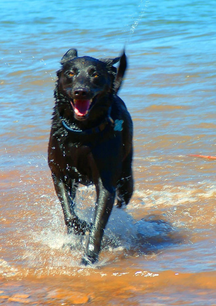 With a few natural remedies in your arsenal, your dog's problem stomach may turn out to be no problem at all!