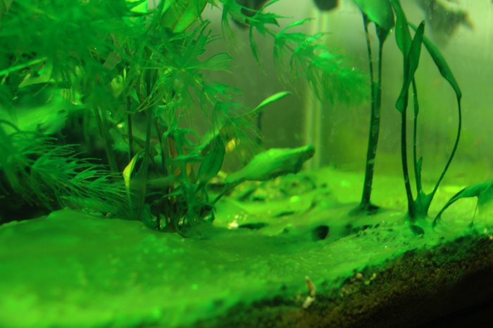 This is a tank with a severe cyanobacteria problem. Conditions like this can be seen in as little as four days from the initial sighting.