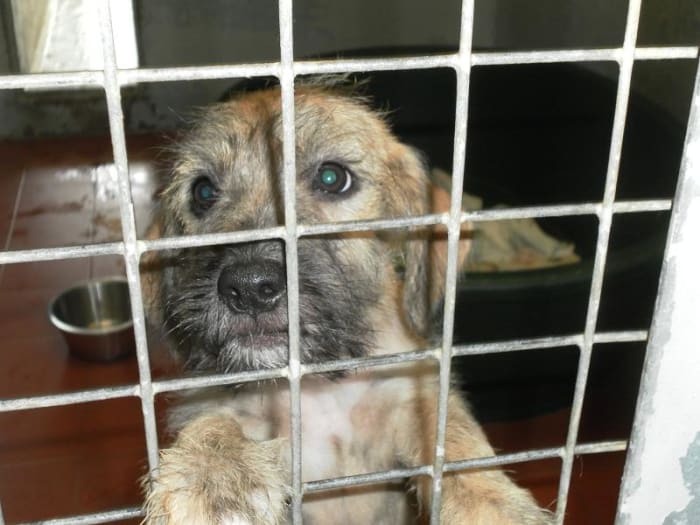 Try not to expose yourself to puppies too early in your research. It can be very hard to resist their appeal even if they are a totally unsuitable breed for you!