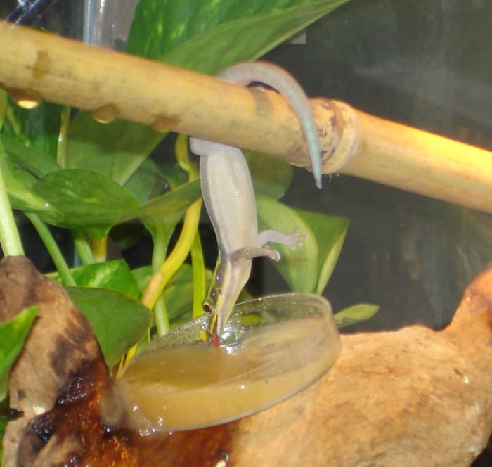 Phelsuma klemmeri day gecko hanging by its toes as it eagerly laps up fruit puree. Day geckos have a very sweet tooth, in the wild they feed on nectar and ripe fruit as well as insects