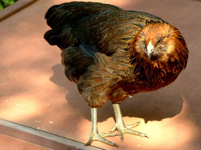 Every so often our hen "Stevie" will check the henhouse roof for leaks,...so far so good!