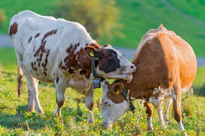 Cattle are more likely to be raised using poor factory-farming methods.