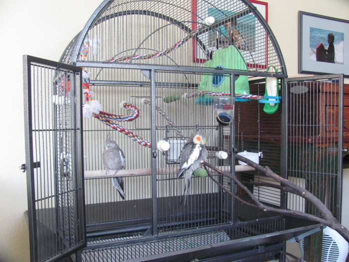 Bird Trees, Perches, and Cages for Cockatiels and Parakeets