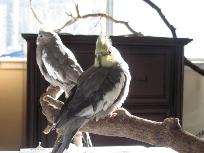 I took this picture while sitting in my favorite corner chair. The birds and I are enjoying the morning sun.