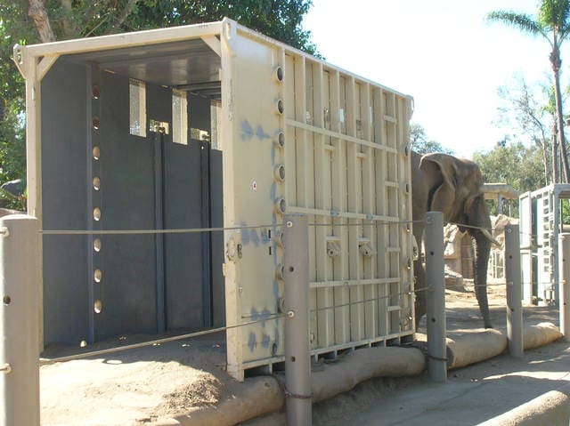 Crate training an elephant at the Los Angeles Zoo. The transport crate is positioned so that the animal must walk through it as part of its daily routine.