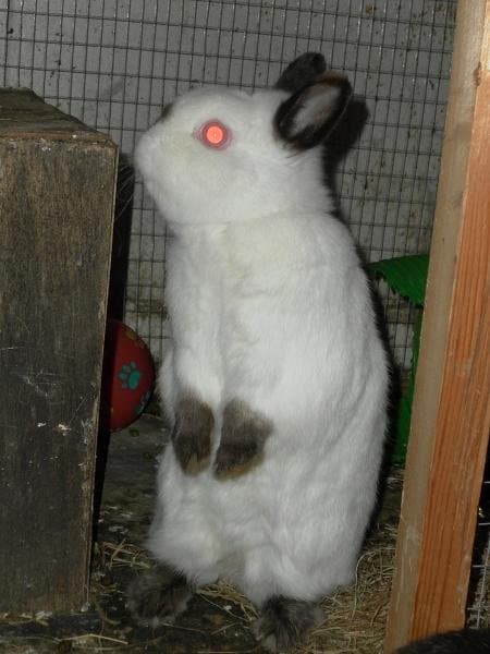 A Himalayan Netherland Dwarf Rabbit: A dwarf rabbit's cage or hutch should be tall enough to allow it to sit up on its hind legs