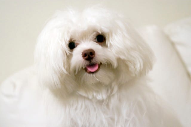 Maltese that are open mouth breathers are also prone to develop periodontal disease.