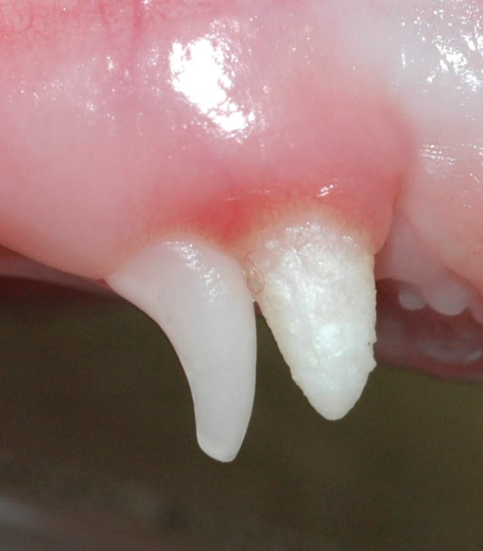 Retained puppy canine - note that the teeth are even closer together than normal teeth in a dogs mouth