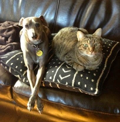 Bed bugs don't like to bite pets. However, they can survive on pet blood. It's not common for bed bugs to bite cats and dogs, but it happens in deep infestations.
