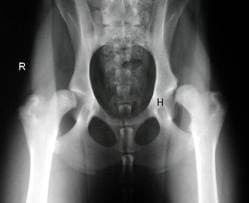 Xray of a dog with severe hip dysplasia- the 'ball and socket' joint of the hip is very poorly developed