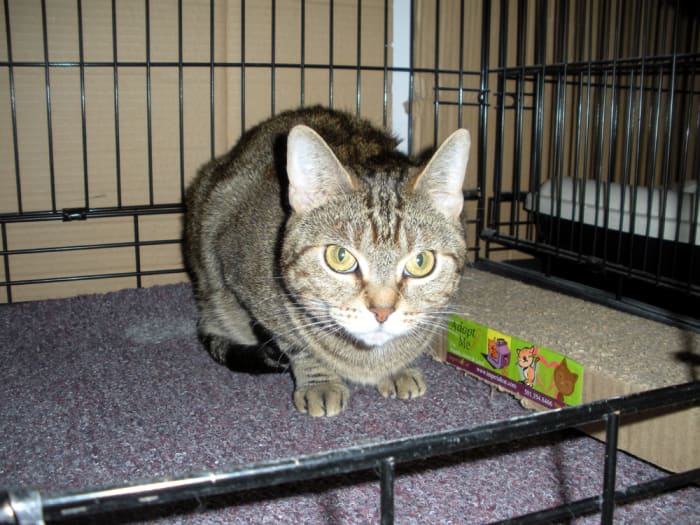 Nelly is about 4 or 5 years old, and she is very depressed at finding herself living in a cage. She'd love to go home to a lap instead.