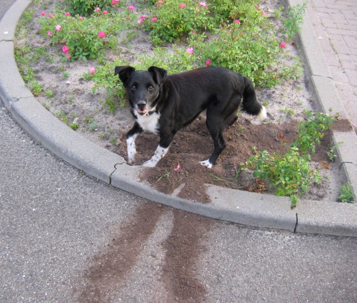 Dogs love to dig, especially in your garden. Make sure to keep things out of your garden that may harm your dog.
