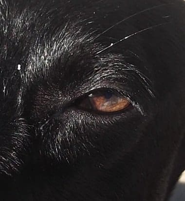This dog lost her right eye last year when she was stoned by some children. Now she is reluctant to look into your eyes and will usually look down or away with her remaining eye.