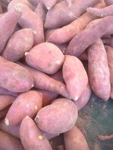 Sweet potatoes are really healthy for dogs! They contain fiber and vitamins that are essential for their overall health. Make sure you use sweet potatoes and NOT white potatoes.