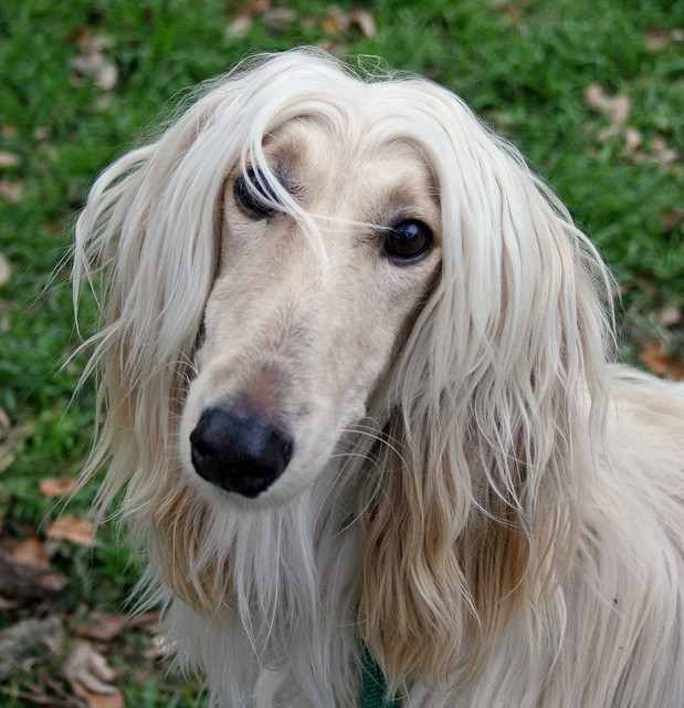 The experts in the canine world have determined that this is the most stupid dog breed. Really?