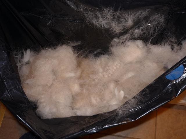 An example of Sophie's undercoat that comes off of her when she "blows" her coat in the spring.