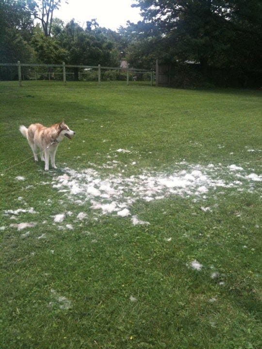 Sophie and all of the hair that just came off of her from a weekly brushing with a shedding blade.