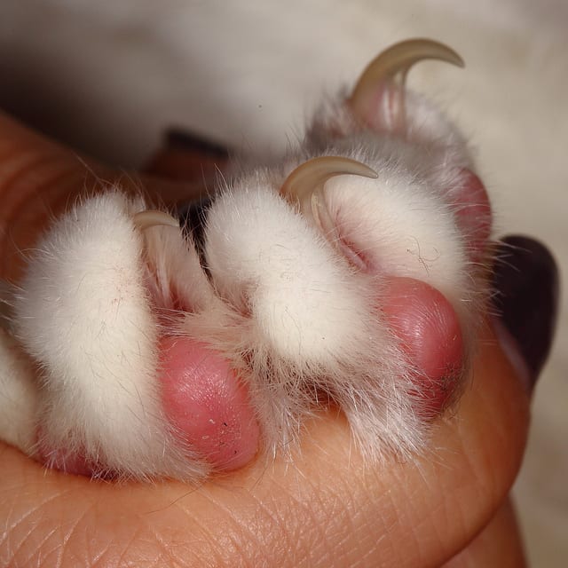 Learn to trim kitty's claws. Firm, but gently pressure on the paw will cause the claws to extend so they can be trimmed.