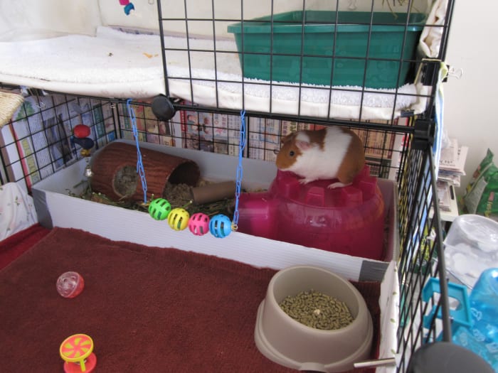 De schuilplaats van de cavia's, dit is de plek waar ze hun lekkers opeten en ook als badkamer gebruiken' hideout, this is the place where they eat their treats and also use as a bathroom