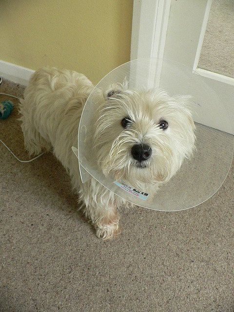 Allergic dogs sometimes need to wear collars so that their skin has some relief from chewing.