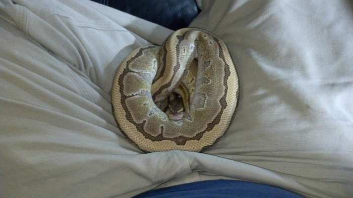 Quite often a tame snake will get comfortable and curl up in your warm lap. I like to watch movies with mine.