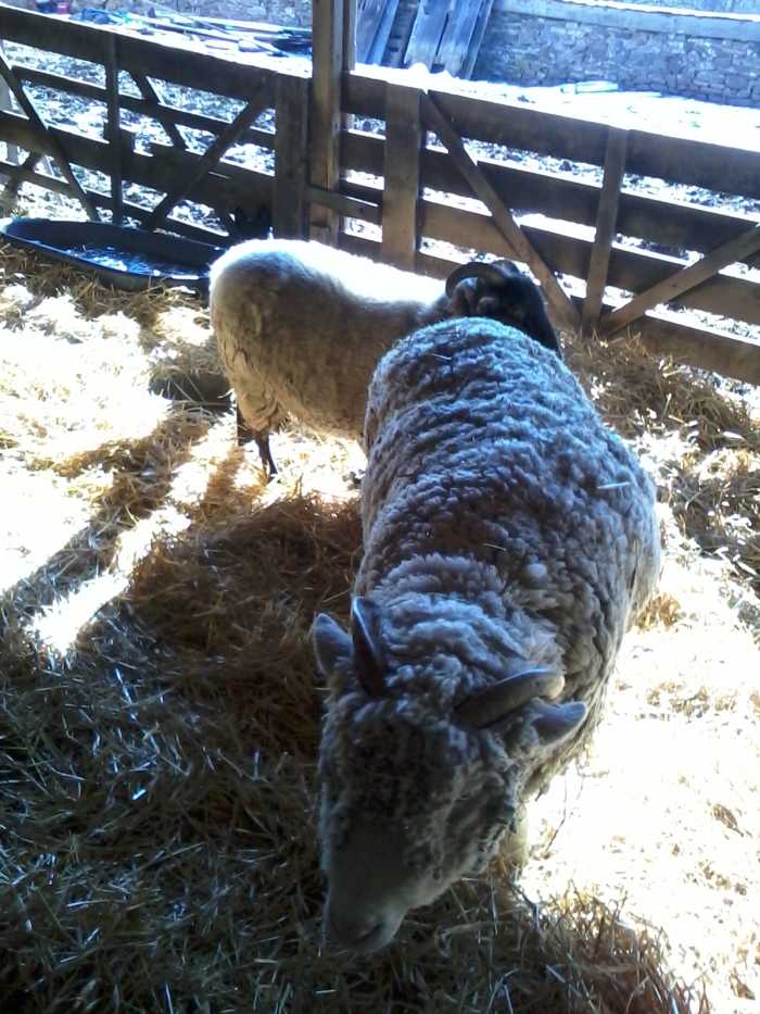 How to Care for Sheep as Pets PetHelpful By fellow animal lovers