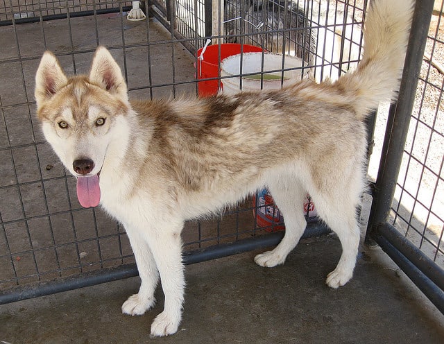 This is the best photo I could find of a Siberian Husky blowing her coat.