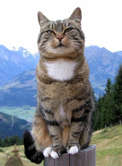 Don't let your healthy cat get cat flu. Protect and look after it, and it will live a long and happy life.