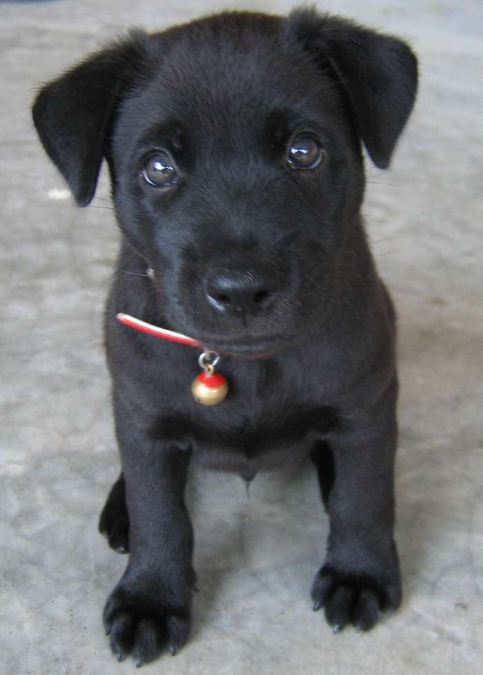 Your adorable little puppy will one day be a big dog, so don't give her a name that's too cutesy. Velvet or Shadow will remind you of her soft fur or mischievous nature long after she's grown without being too precious.