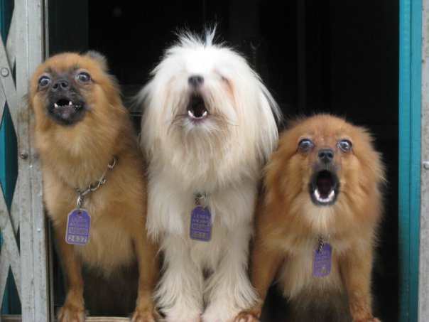 Are these dogs in your neighborhood? As soon as one stops the other starts up.