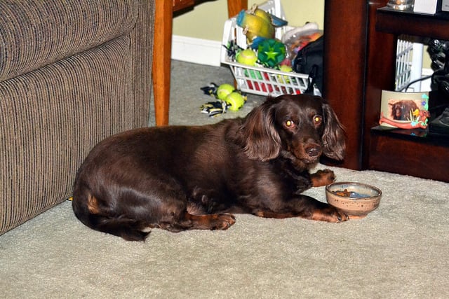 Once a dog develops food aggression they can be difficult to deal with.