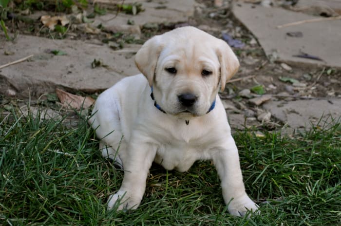 You'll have to come home during lunch for the first few weeks to let your puppy into the garden.