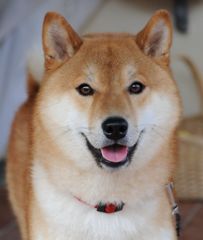 A Shiba Inu is a good choice if you want a dog that can be on its own for long periods while you are at work. 