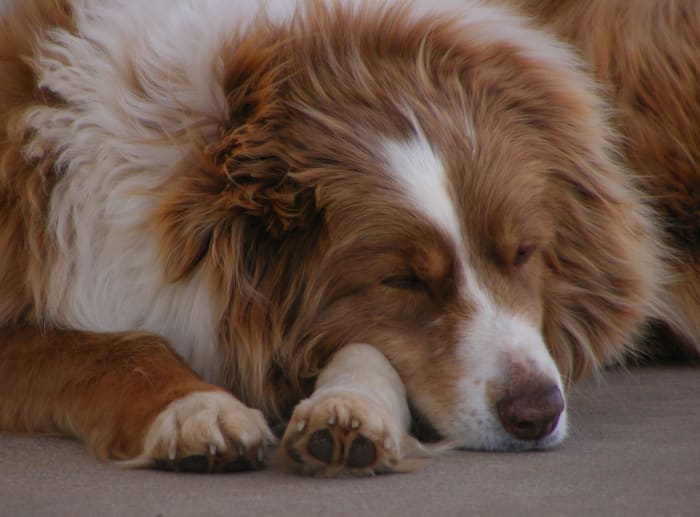 Dogs left alone will often just sleep during the quiet hours.