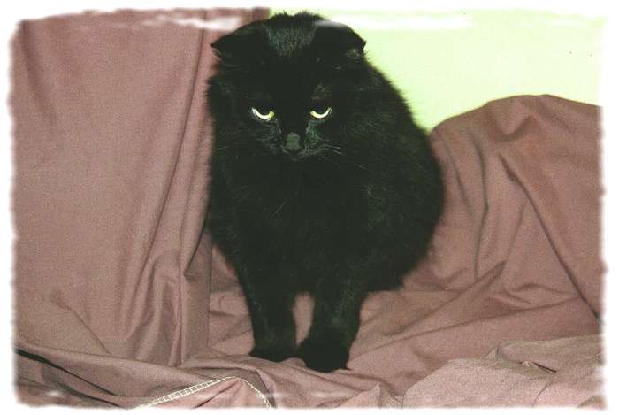 Nicholas was a rescue cat. I love/have loved all of my cats, but Nicholas was special.