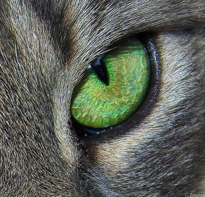 Healthy eyes should match one another in shape, alertness, and width of pupil. If one eye is more closed than another, then most likely it is injured. Also the whites in a cat's eye should be free of yellow or red.