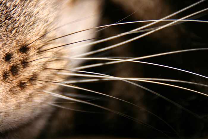 Cats should have whiskers on its cheeks and above its eyes. They are usually twice as thick as the fur and very long. They are usually shorter in outdoor cats, since they have more things that may shorten their legnth.