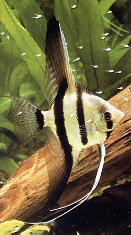 This is an outstanding specimen. Fins are straight, stripes are uniform, tail is perfect! The coloration will brighten when she is not worried about her fry!!!